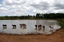 Existing small-scale pond in western Kenya -<br>potential for fish farming as well?