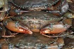 Mud-Crabs (Scylla serrata), Vietnam 2010